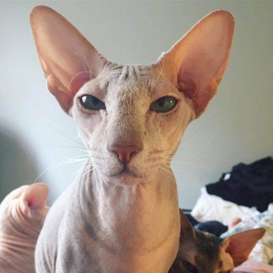 Петерболд кошка