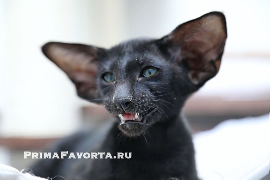 Ориентальные котята ушастые