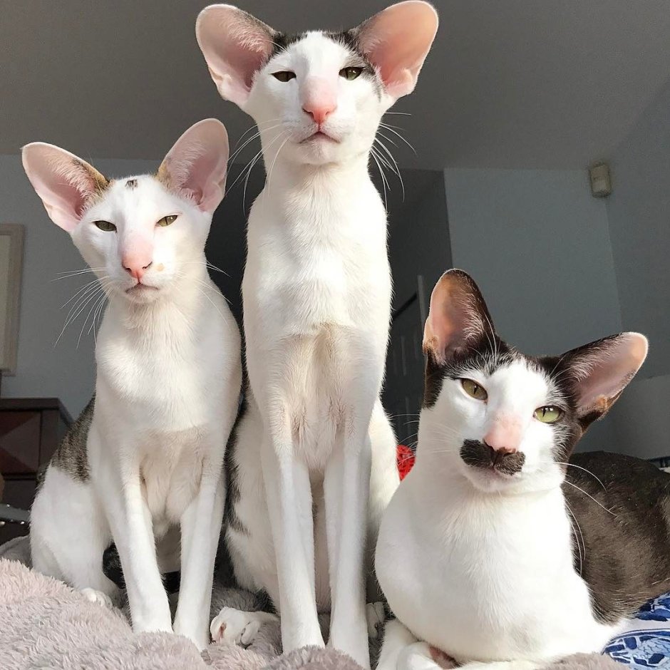 Ориентальный кот грузин