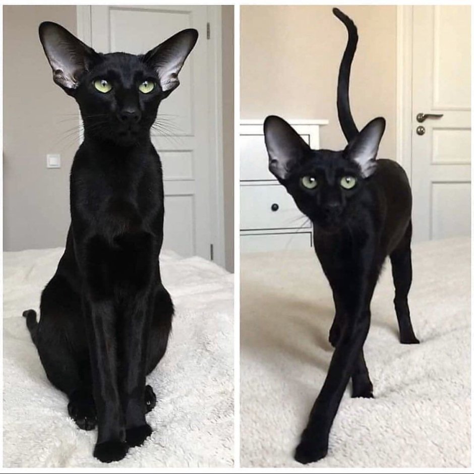 Ориентальный кот
