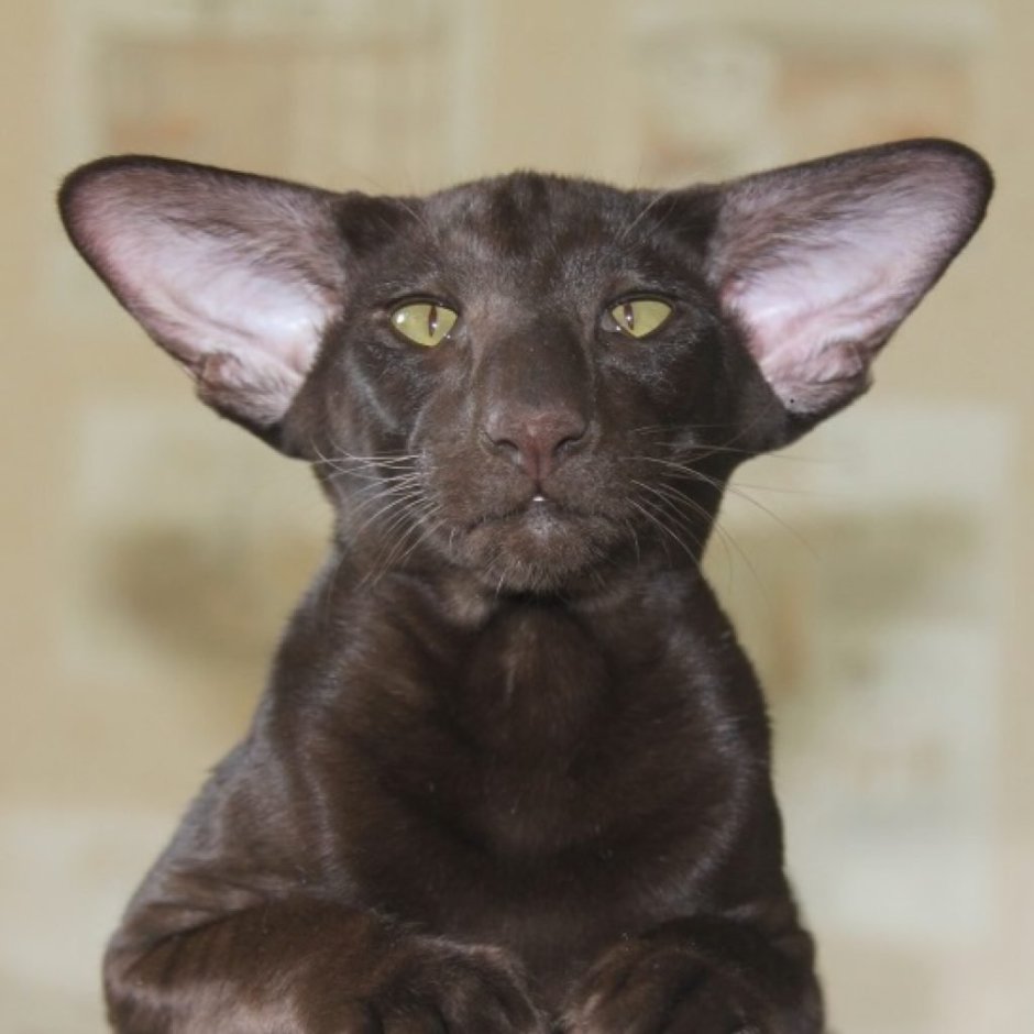 Кот породы Ориентал
