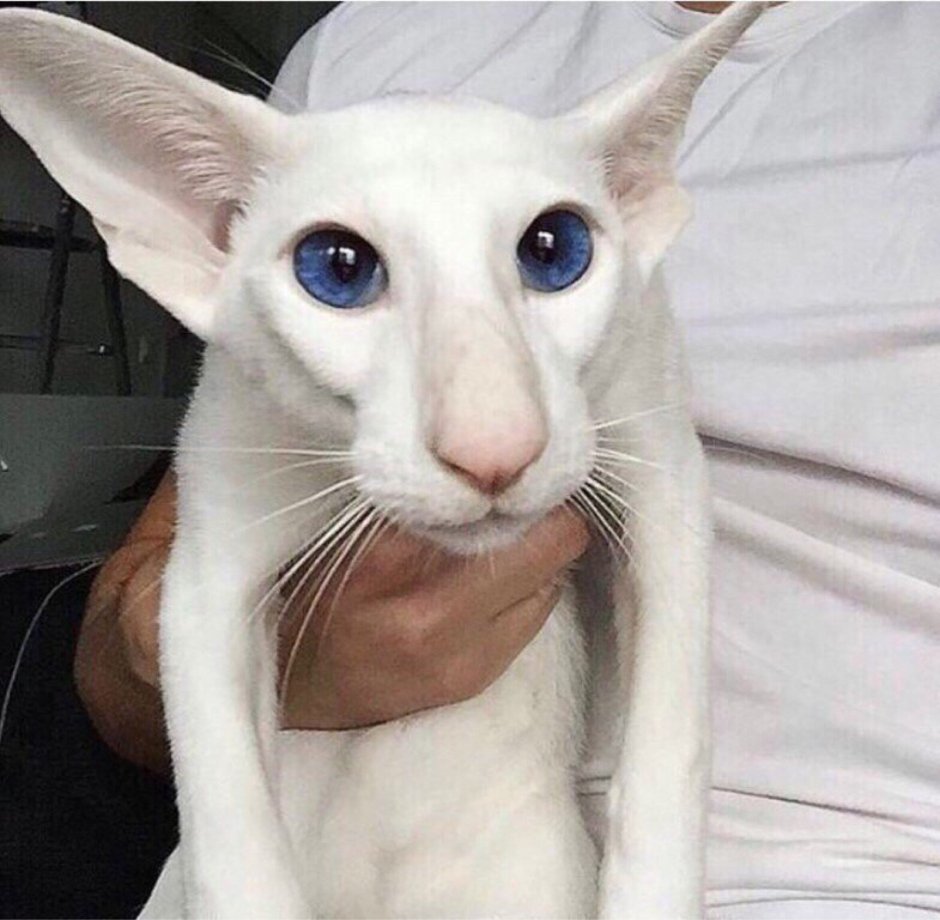 Ориентальная кошка