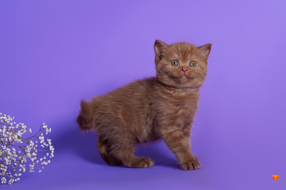 Циннамон окрас кошек