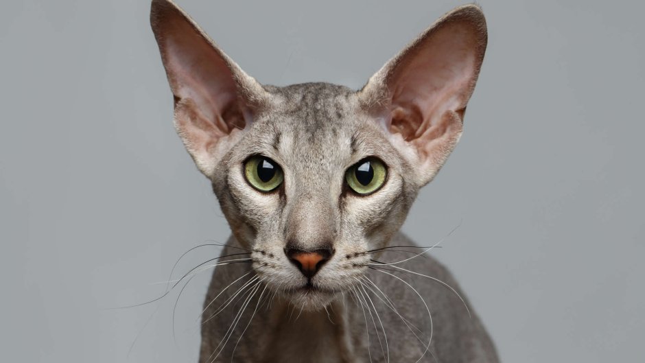 Кот Ориентал