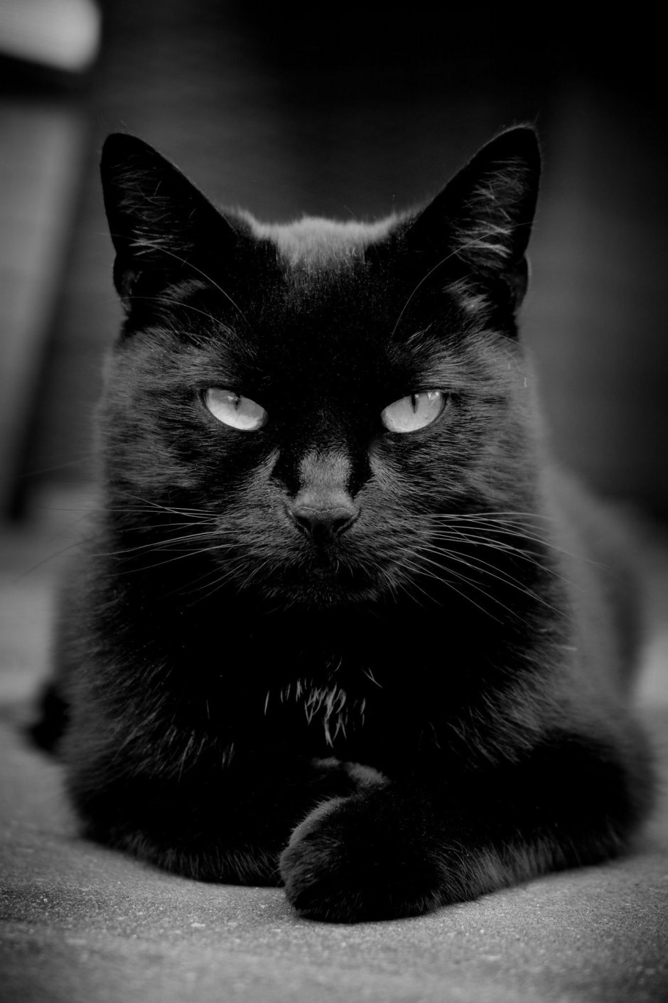 Одинокий черный кот