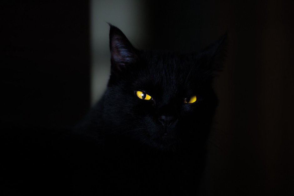 Черный Ягуар кошка