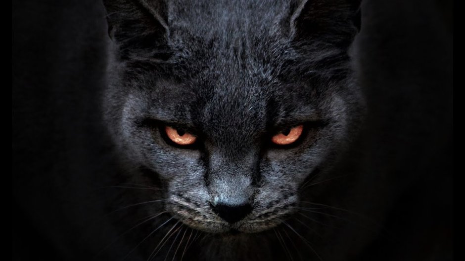 Кот с пилочкой