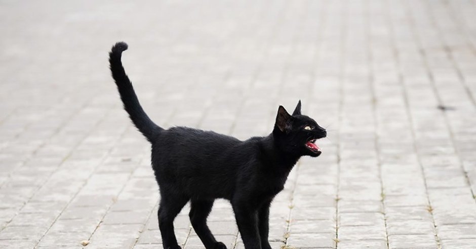 Злая кошка
