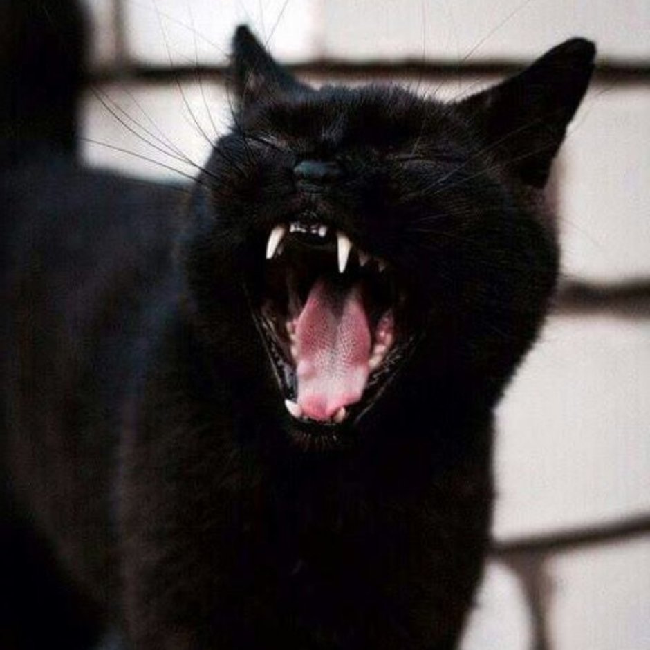 Кот арт