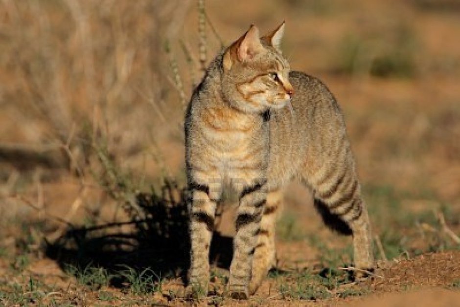 Фелис Либика