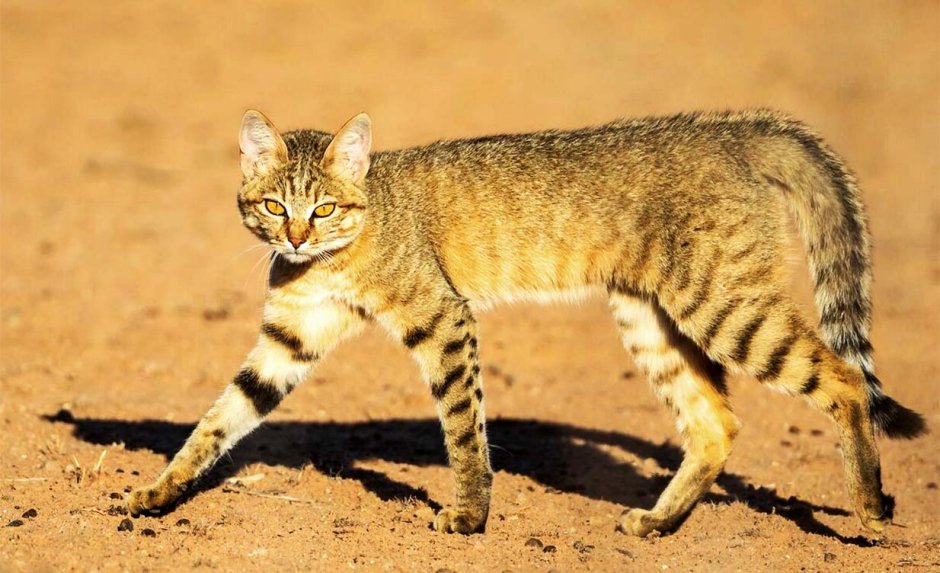 Степная кошка (Felis Libyca)