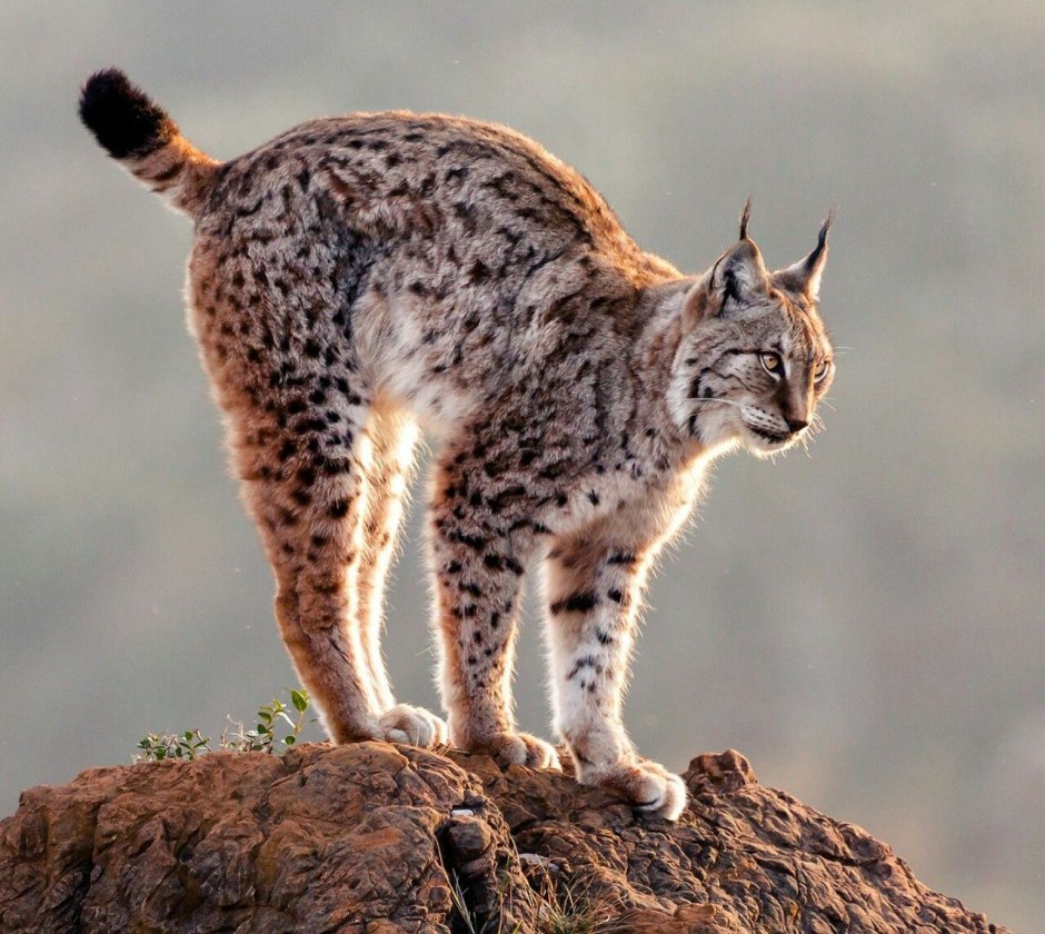 Ливийская кошка
