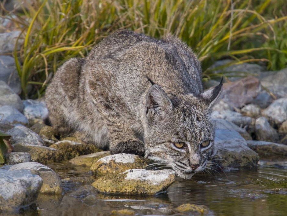 Степной кот Felis Libyca (Forster, 1780)