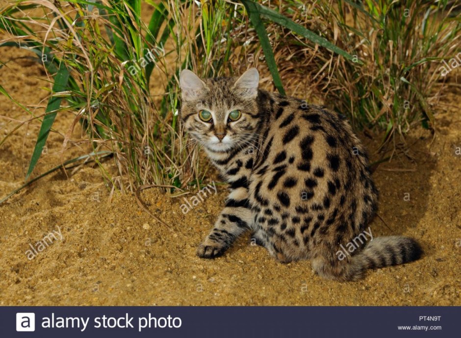 Южно Африканская черноногая кошка