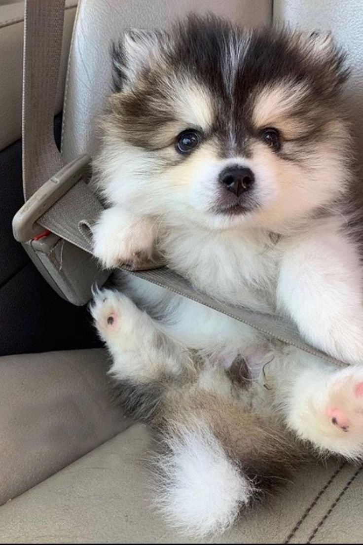 Померанский хаски