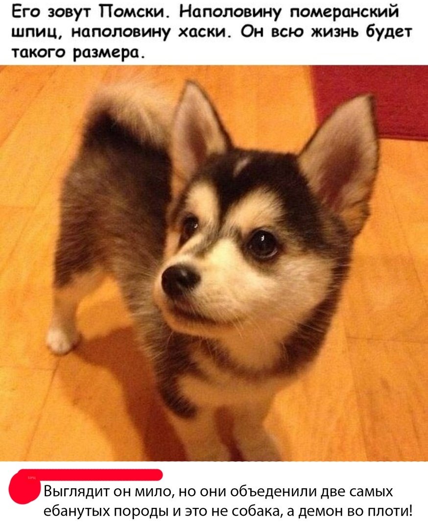 Помски Норман