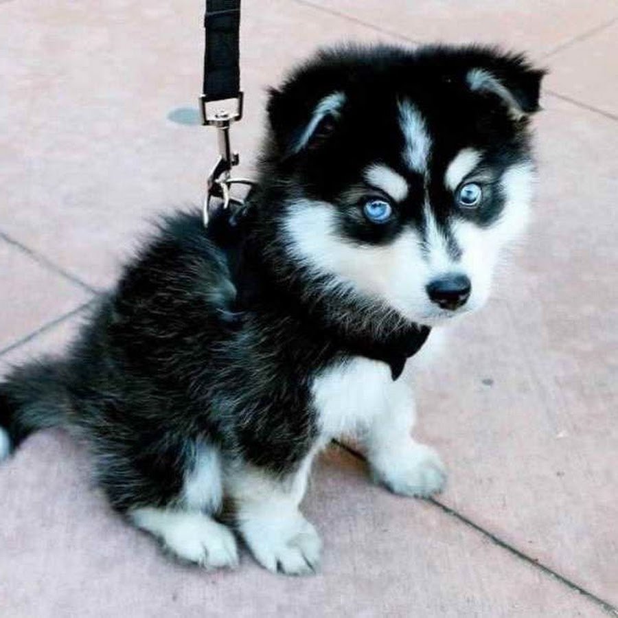 Смесь корги и хаски