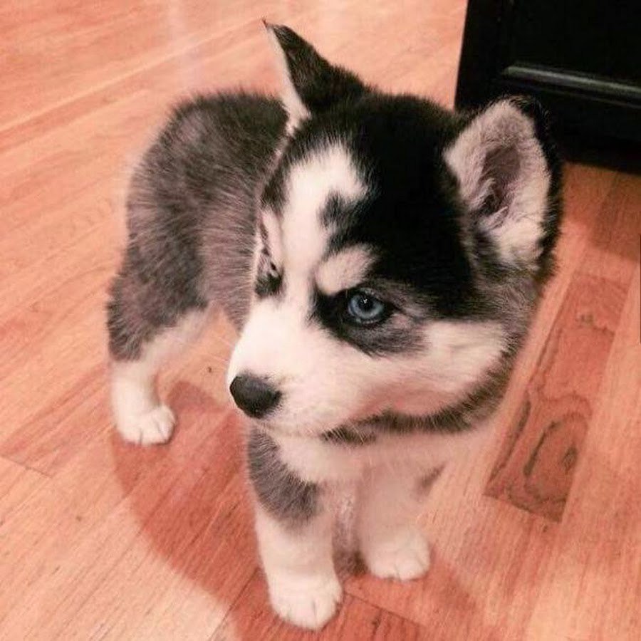 Лисья помски