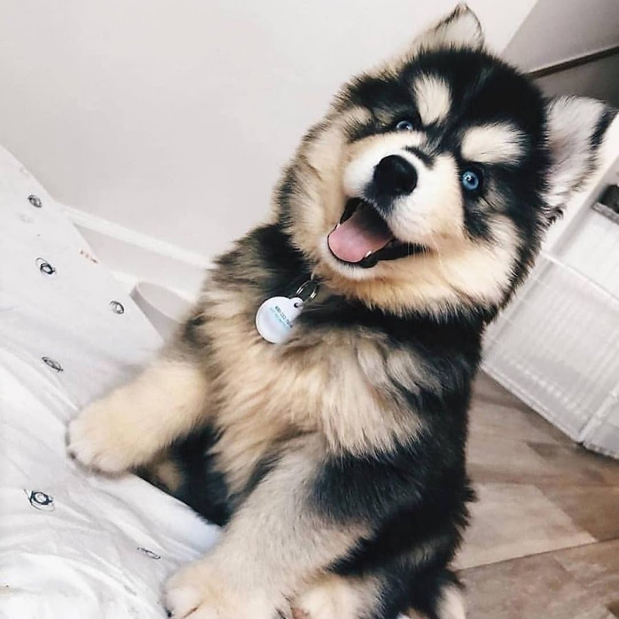 Порода смешанная хаски и шпиц порода