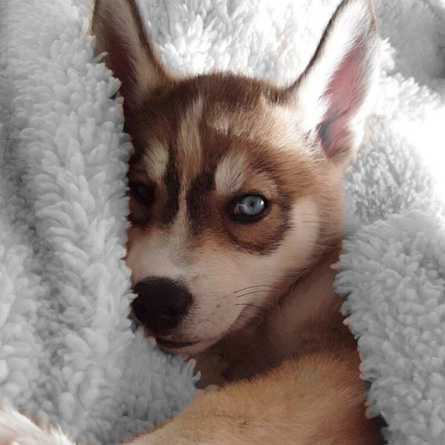 Помский хаски