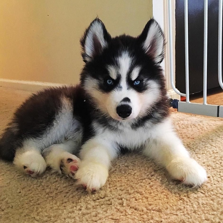 Померанский хаски