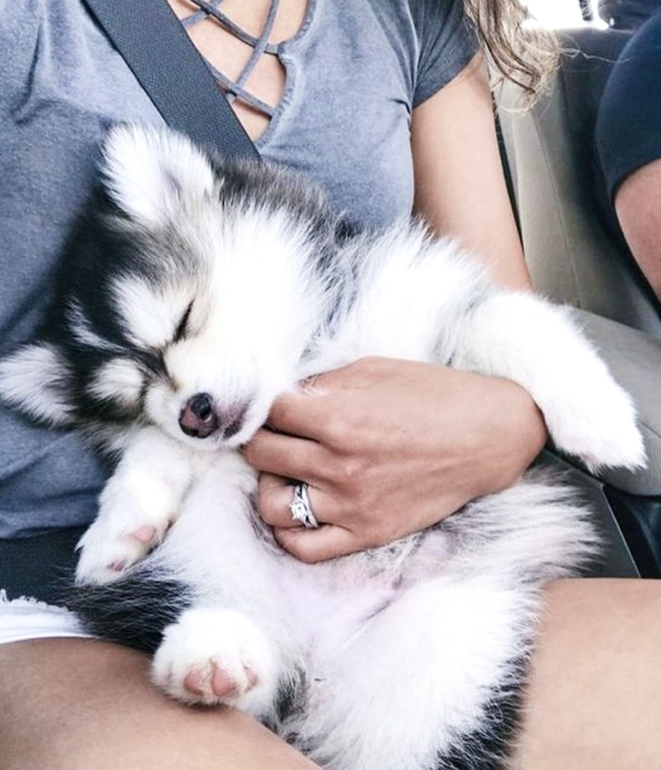 Помски Эстетика