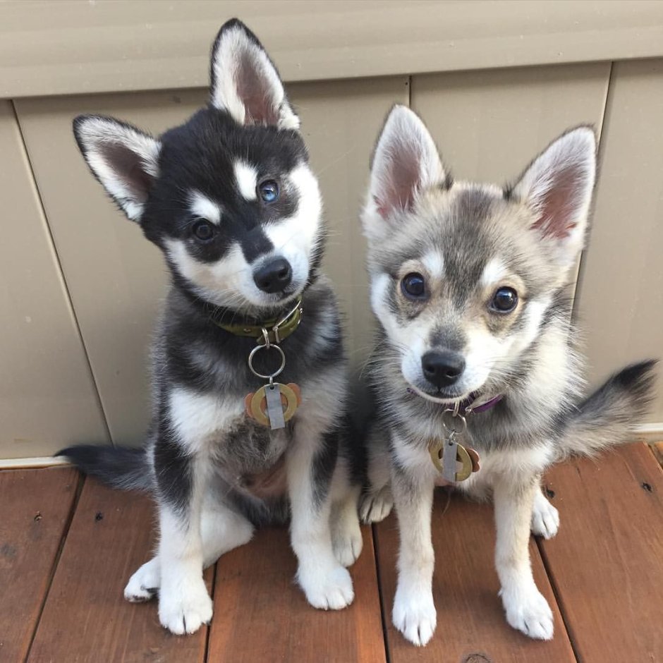 Аляскинский кли-Кай