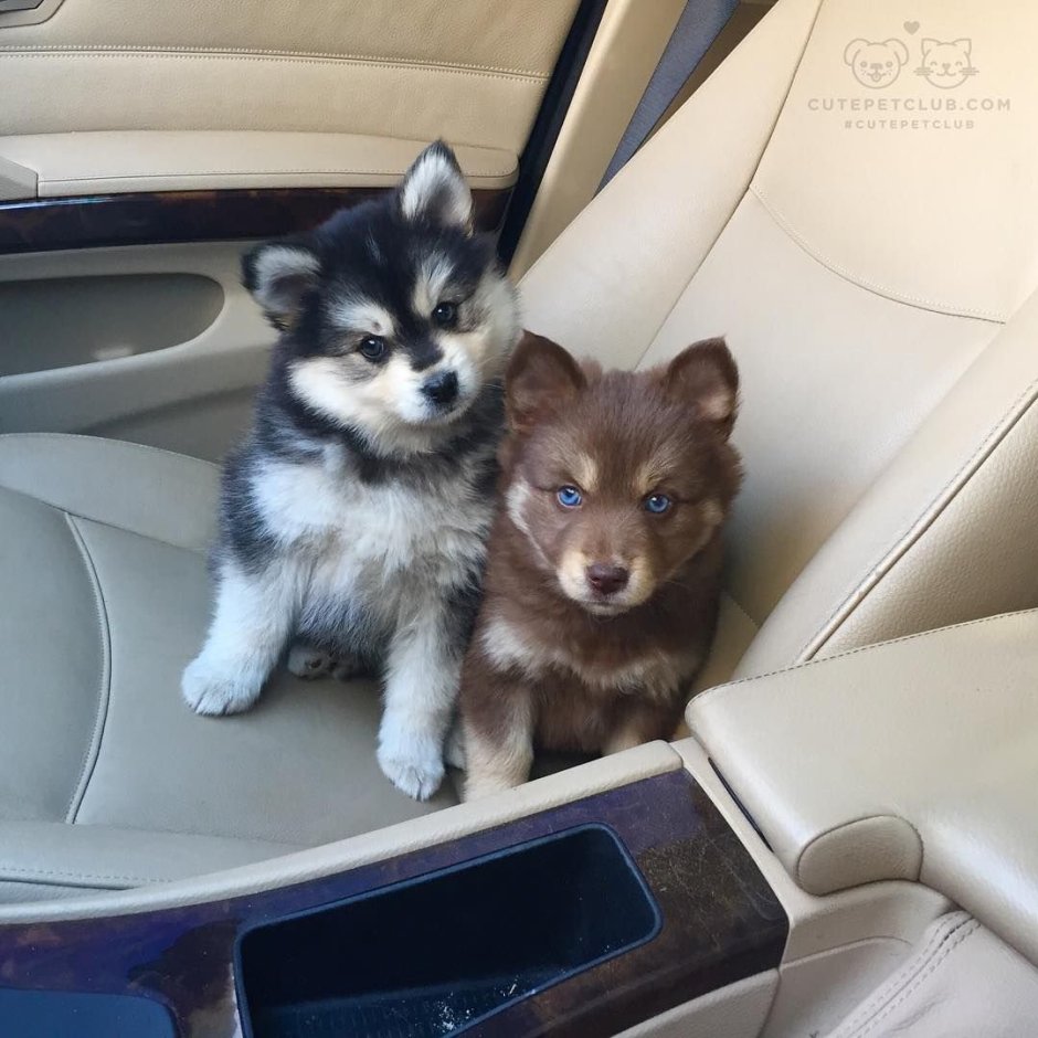 Порода помски рыжий