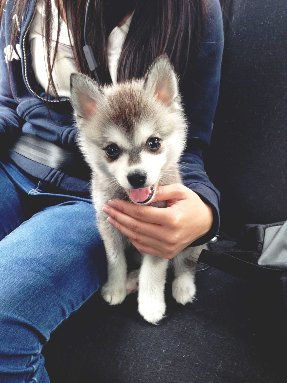 Хаски помски