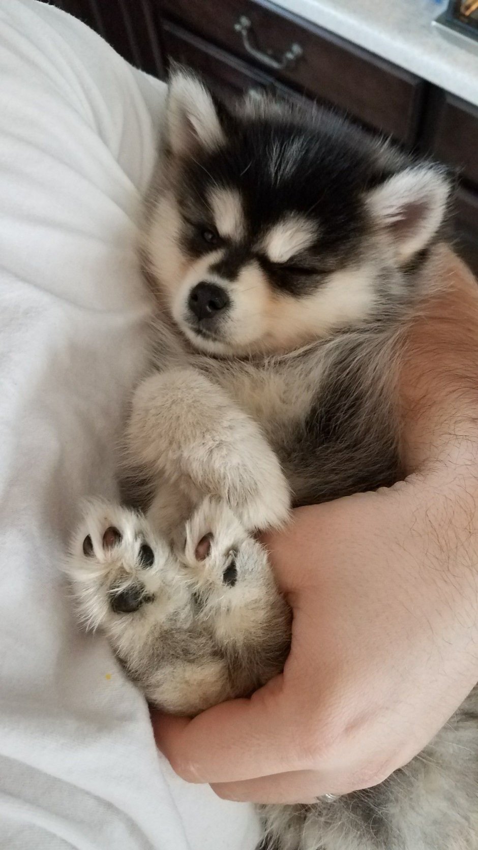 Кли Кай смесь шпиц