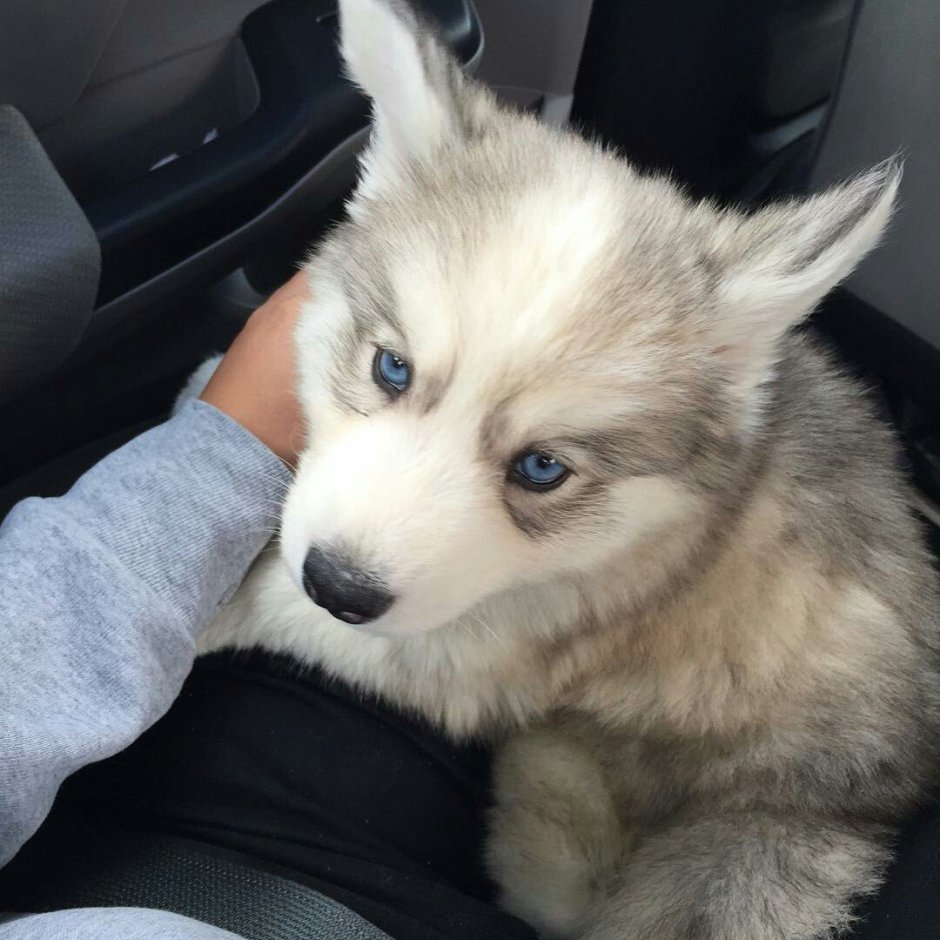 Машина милая с животными