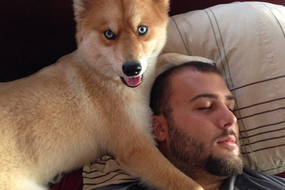 Микро помски собака