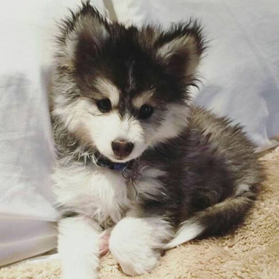 Хаски лисички