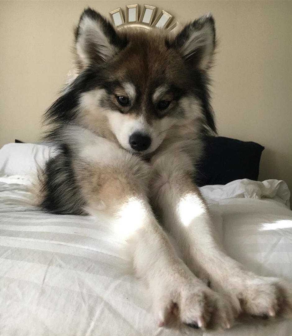 Маленький хаски- помски