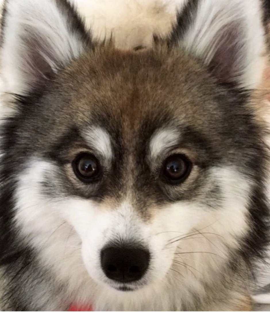 Сибирский хаски маленький