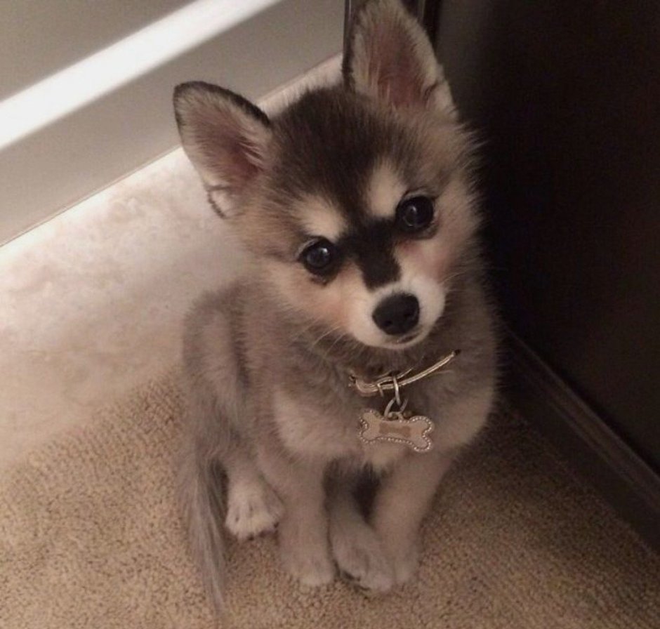 Помесь хаски и шпица