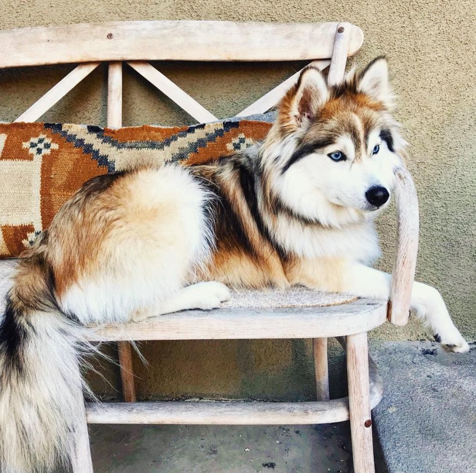 Помски собака рыжая