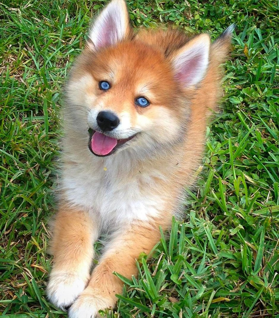 Помски Миа собака лиса