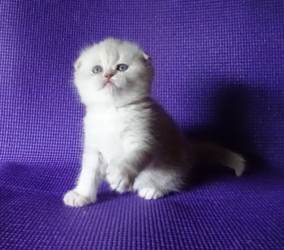 Персидская вислоухая кошка