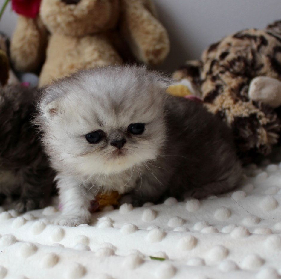 Персидская вислоухая кошка