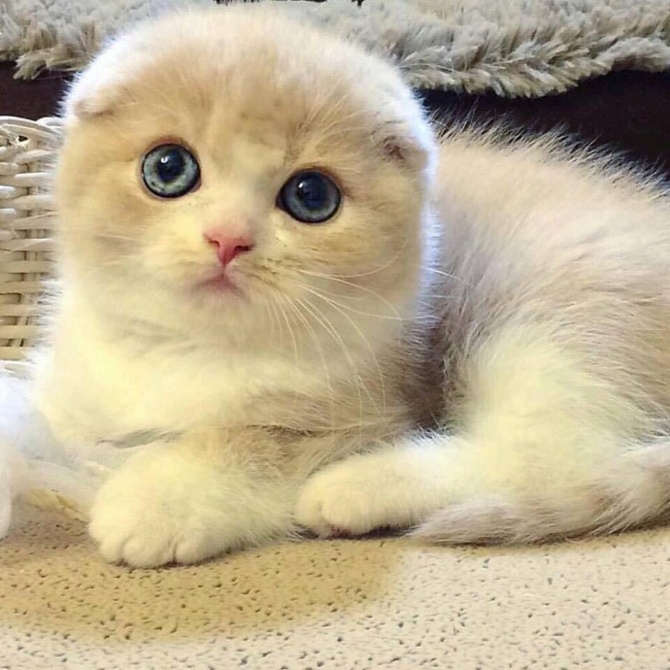 Если в доме нет кота кого вы любите тогда