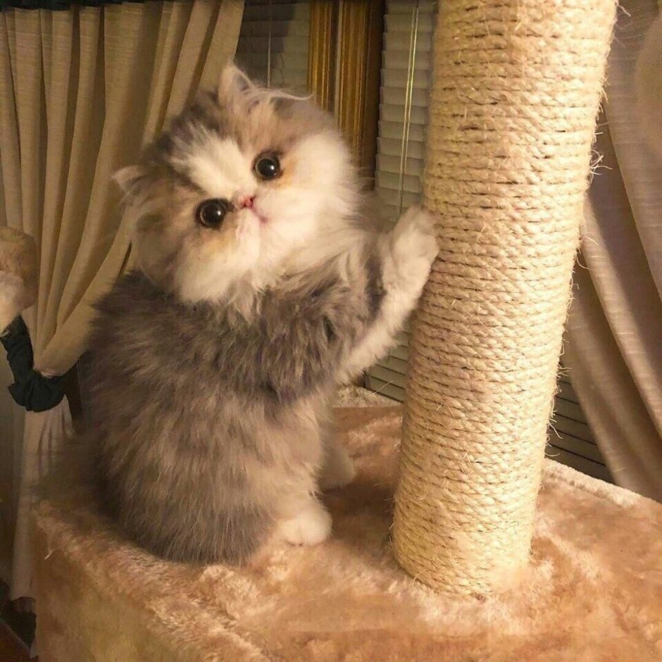 Персидская вислоухая кошка