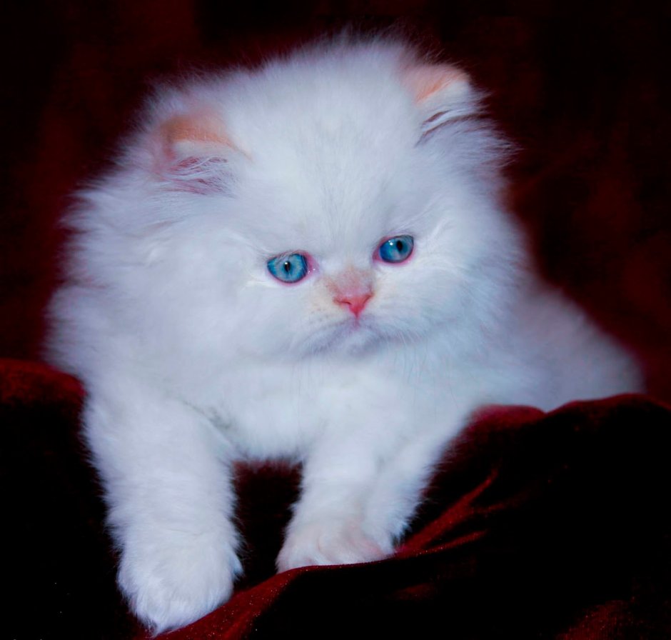 Эльф вислоухий кот