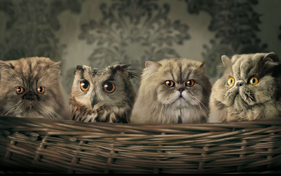 Вислоухий персидский кот черный