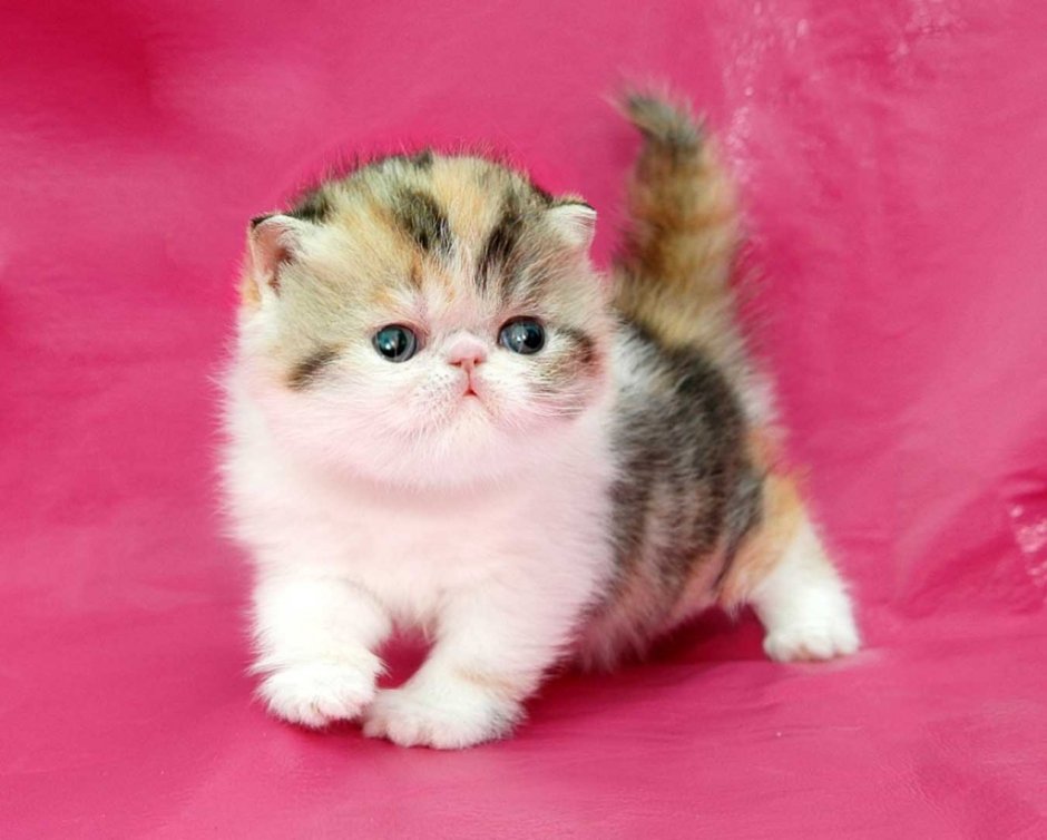 Маленькие персидские котята много