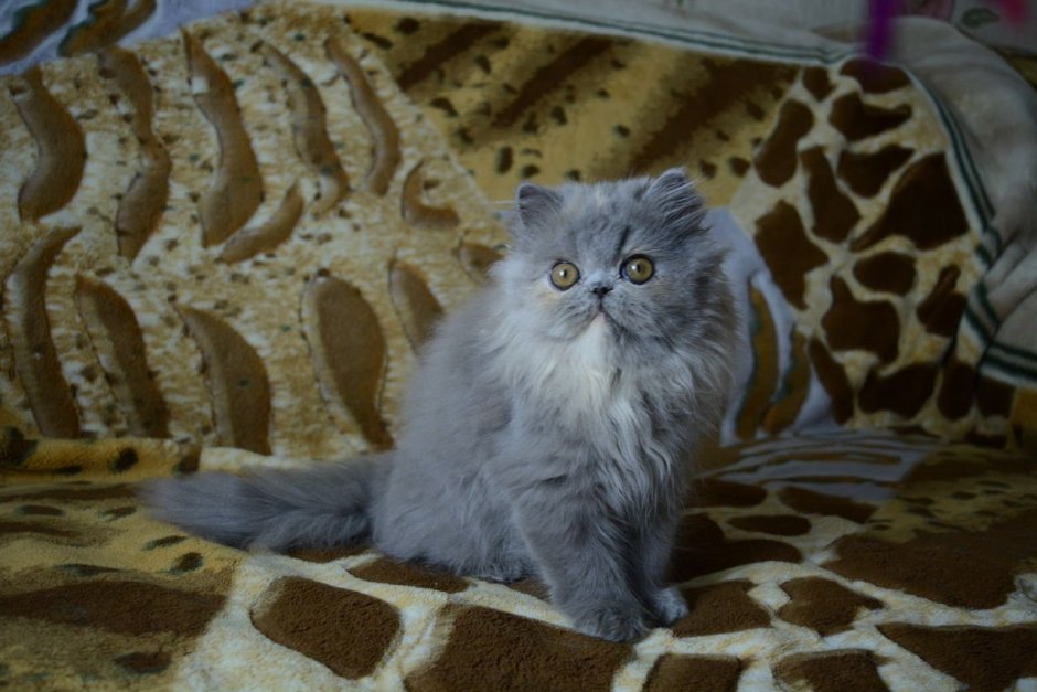 Красивые пушистые котята