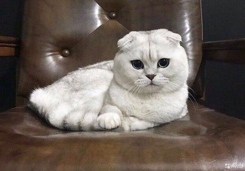 Манчкин котята вислоухие