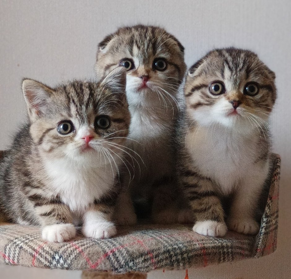 Белая Персидская шиншилла кошка