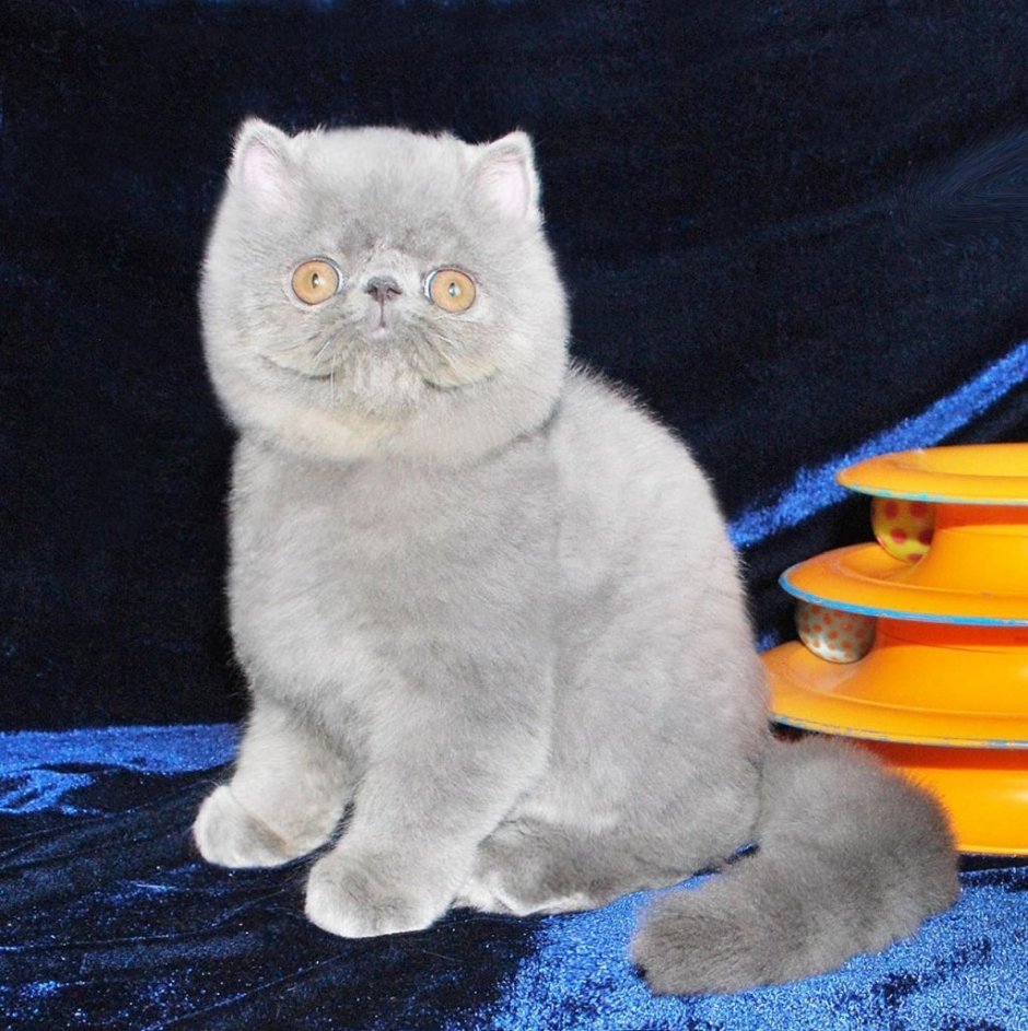 Персидская вислоухая кошка
