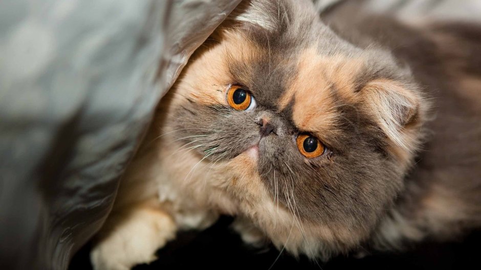 Персидская вислоухая кошка